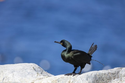 Common shag (Phalacrocorax aristotelis) defecating, Hornoya Island, Vardo, Varanger, Finnmark,