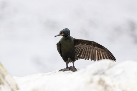 Common shag (Phalacrocorax aristotelis) drying its feathers, Hornoya Island, Vardo, Varanger,