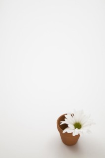 Close-up of cut white Leucanthemum vulgare, Oxeye Daisy flower in small terracotta flower pot on