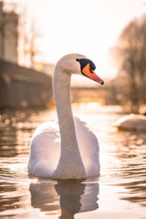 A swan on the water in the warm backlight of the sun, sunrise, Nagold, Black Forest, Germany,