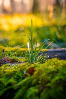 Tufts of grass and moss with dewdrops illuminated by soft sunlight in the forest, Gechingen, Black