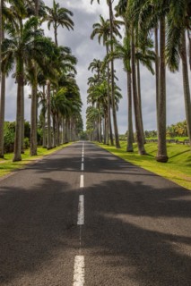 The famous palm avenue l'Allee Dumanoir. Landscape shot from the centre of the street into the