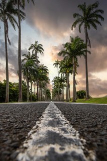 The famous palm avenue l'Allee Dumanoir. Landscape shot from the centre of the street into the