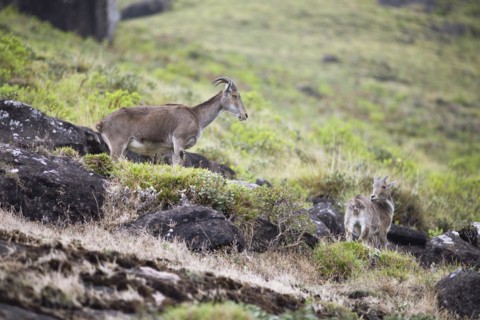 Nilgiri tahr (Nilgiritragus hylocrius, until 2005 Hemitragus hylocrius) or endemic goat species in
