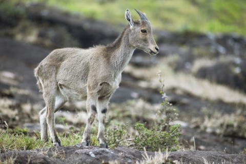 Nilgiri tahr (Nilgiritragus hylocrius, until 2005 Hemitragus hylocrius) or endemic goat species in