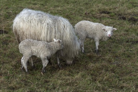 Horned moorland sheep (Ovis aries) with their lambs on the pasture, Mecklenburg-Western Pomerania,