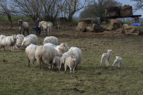 Horses and moorland sheep with their lambs in the pasture, Mecklenburg-Western Pomerania, Germany,