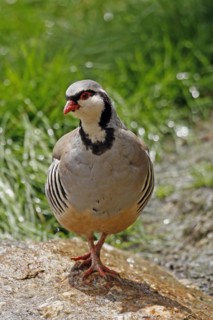 Rock partridge (Alectoris graeca), mountains