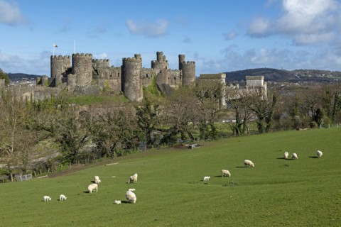 Sheep, lambs, castle, bridge, Conwy, Wales, Great Britain