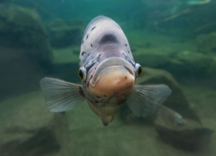 Giant gourami (Osphronemus goramy), occurring in Southeast Asia, captive