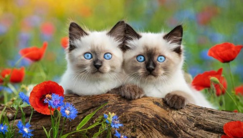 KI generated, animal, animals, mammal, mammals, cat, felidae (Felis catus), two kittens lying in a