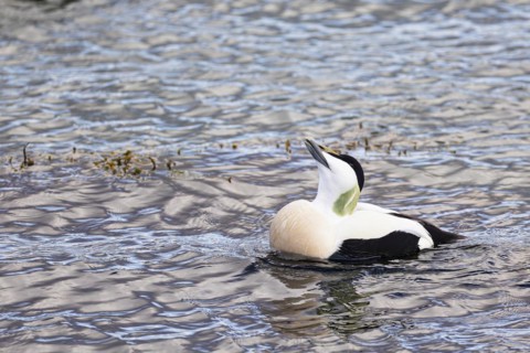 Common eider (Somateria mollissima), adult drake showing courtship behaviour, Vadso, Varanger,