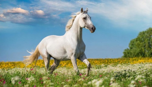 KI generated, A horse, horses, Arabian, in front of a blue sky, thoroughbred Arabian, AV, Arabian