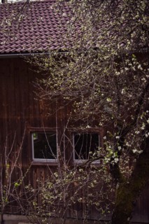 Flowering tree in front of a wooden house, Neubeuern, Germany, Europe
