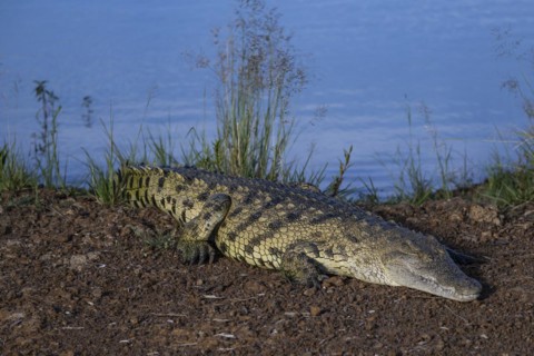 Nile crocodile (Crocodylus niloticus) Mziki Private Game Reserve, North West Province, South