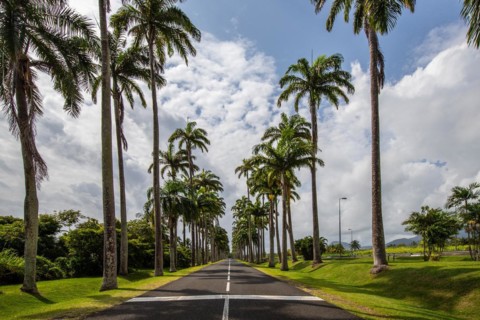 The famous palm avenue l'Allee Dumanoir. Landscape shot from the centre of the street into the