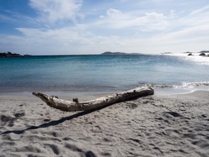 Tree trunk on a lonely beach, Capriccioli beach, Costa Smeralda, Sardinia, Italy, Europe