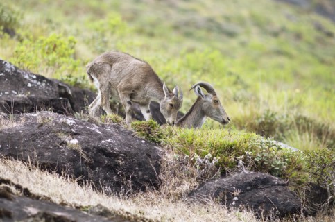 Nilgiri tahr (Nilgiritragus hylocrius, until 2005 Hemitragus hylocrius) or endemic goat species in