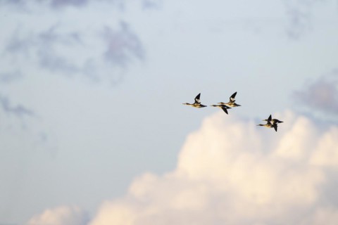 Red-breasted Merganser (Mergus serrator), small flock in flight, Laanemaa, Estonia, Europe
