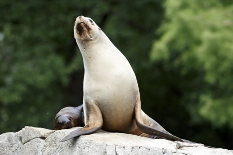 California sea lion (Zalophus californianus), A sea lion resting elegantly on a rock with a pup,