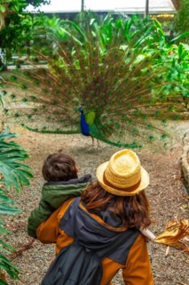 A mother and child looking at an open male Indian peacock because it is in heat looking for females