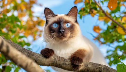 AI generated, animal, animals, mammal, mammals, cat, felidae (Felis catus), a cat resting on a tree