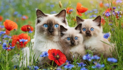 KI generated, animal, animals, mammal, mammals, cat, felidae (Felis catus), a cat and two kittens
