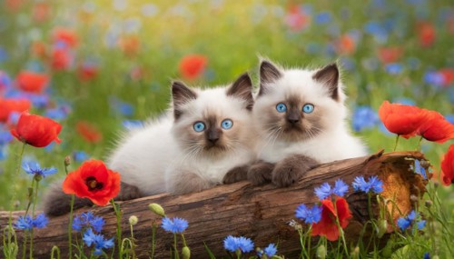 KI generated, animal, animals, mammal, mammals, cat, felidae (Felis catus), two kittens resting on