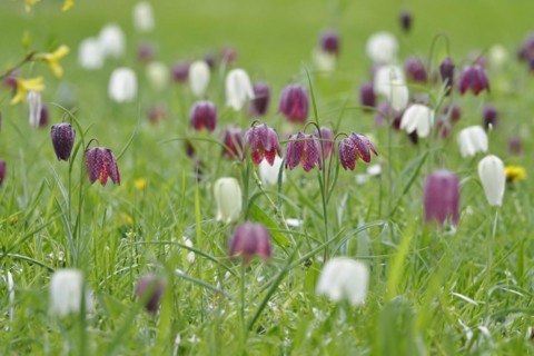 Charming chequerboard flower, spring, Germany, Europe