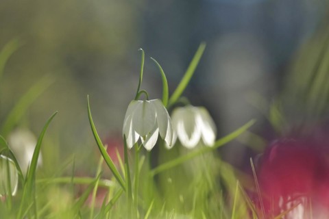 Enchanting chequerboard flowers, April, Germany, Europe