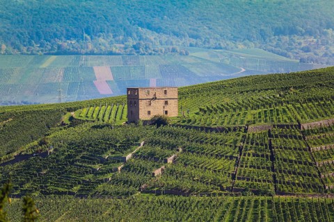 Yburg, Y-Burg, Yberg, Eibenburg, ruins of a hillside castle, historic building, built in the early