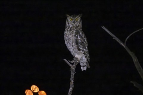 Spotted eagle-owl (Bubo africanus), Mziki Private Game Reserve, North West Province, South Africa,