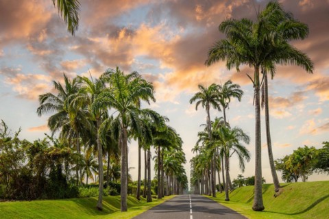 The famous palm avenue l'Allee Dumanoir. Landscape shot from the centre of the street into the