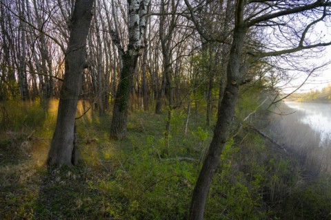 Morning atmosphere, sun, fog, forest, trees, water, Lower Austria