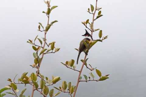 Red-vented Bulbul (Pycnonotus cafer) or Sooty Bulbul in Eravikulam National Park, Kannan Devan