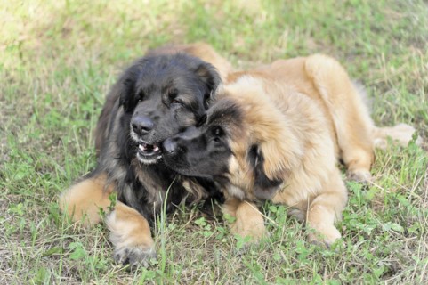 Leonberger dogs, Two Leonberger dogs show playful affection to each other on grass, Leonberger dog,