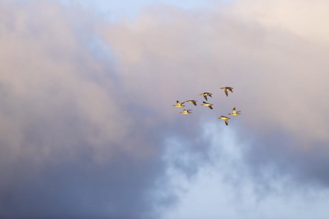 Red-breasted Merganser (Mergus serrator), small flock in flight, Laanemaa, Estonia, Europe