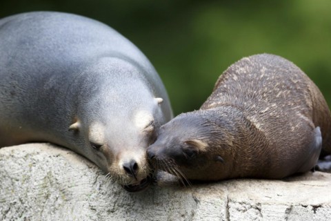 California sea lion (Zalophus californianus), An adult sea lion and a juvenile showing love and