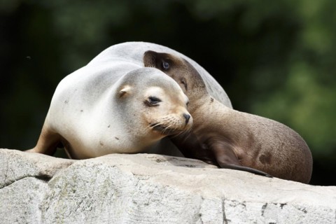 California sea lion (Zalophus californianus), An adult sea lion and a juvenile showing love and