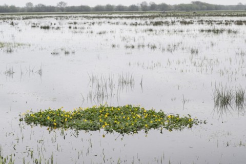 Marsh marigolds (Caltha palustris) in a wet meadow, Lower Saxony, Germany, Europe
