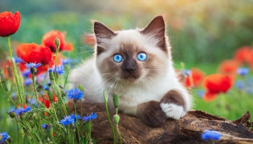 AI generated, animal, animals, mammal, mammals, cat, felidae (Felis catus), a young cat resting on