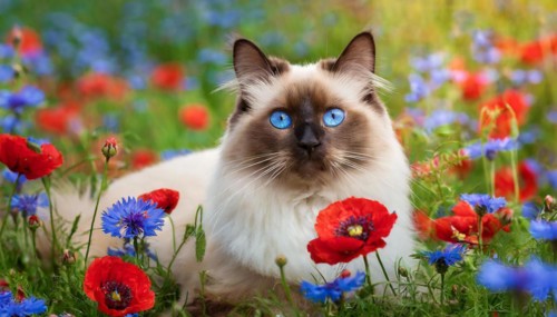 KI generated, animal, animals, mammal, mammals, cat, felidae (Felis catus), a cat lies in a meadow