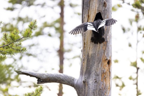 Common goldeneye (Bucephala clangula), female bird hatching in the breeding cavity, Ovre Pasvik
