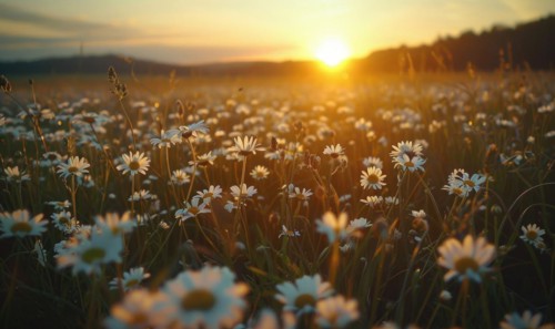 Daisies in a field at sunset, fields and meadows, spring nature background AI generated