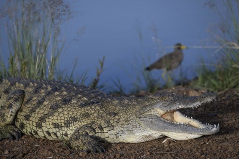 Nile crocodile (Crocodylus niloticus) Mziki Private Game Reserve, North West Province, South