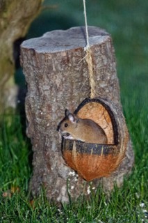Wood mouse sitting in food bowl on tree trunk, looking left