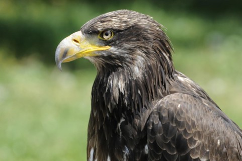 Bald eagle (Haliaeetus Leucocephalus), Fuerstenfeld Monastery, close-up of an eagle with sharply