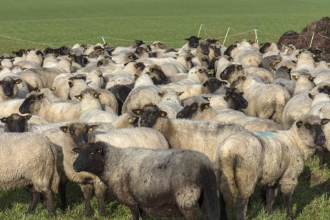 Black-headed domestic sheep (Ovis gmelini aries) waiting in the pen for the new pasture,