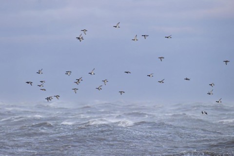 Greater scaup (Aythya marila) and Common Goldeneye (Bucephala clangula), small flock in flight over