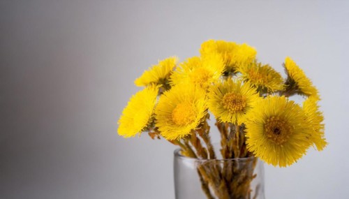 A bouquet of yellow coltsfoot flowers in a transparent glass vase against a light-coloured